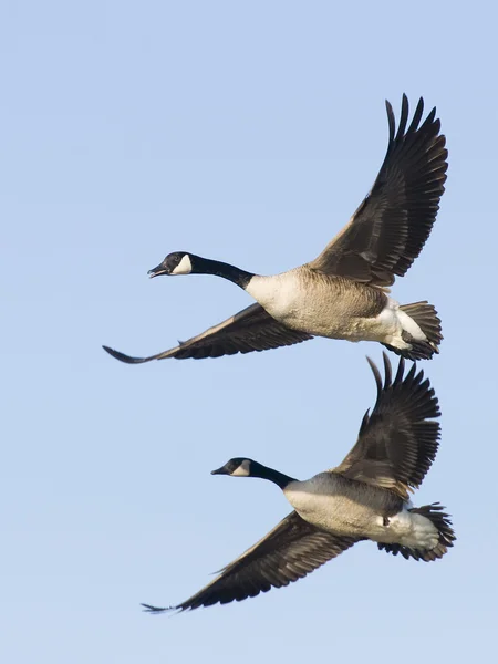 Pair of Geese — Stock Photo, Image