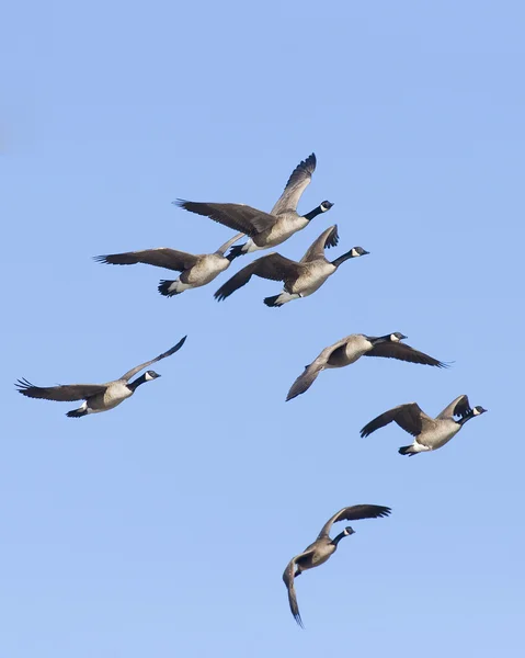 Flock of Geese — Stock Photo, Image