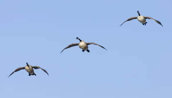 Three Geese — Stock Photo, Image