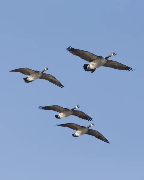 Geese in flight — Stock Photo, Image