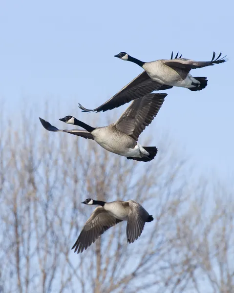 Bernaches du Canada en vol — Photo