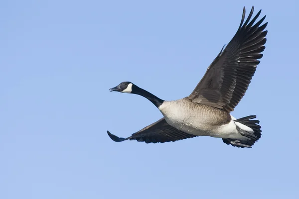 Canada Goose — Stock Photo, Image