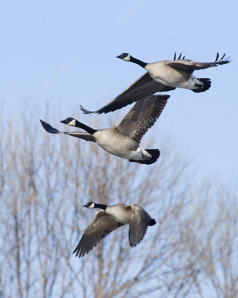 Canada Geese in flight — Stock Photo © schlag #15441313