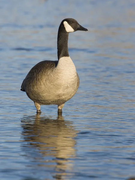 Stehende Gans — Stockfoto