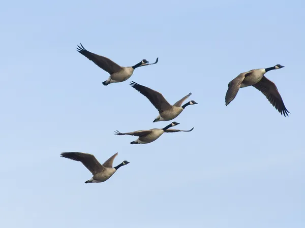 Flock gäss — Stockfoto