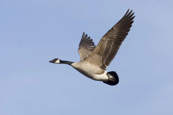 Einsame fliegende Gans — Stockfoto