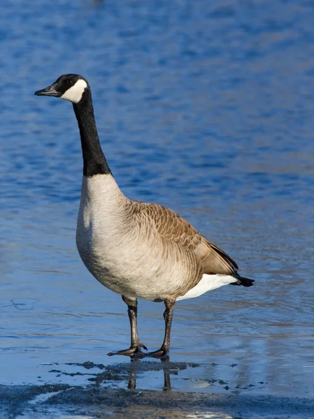 Lone gås — Stockfoto