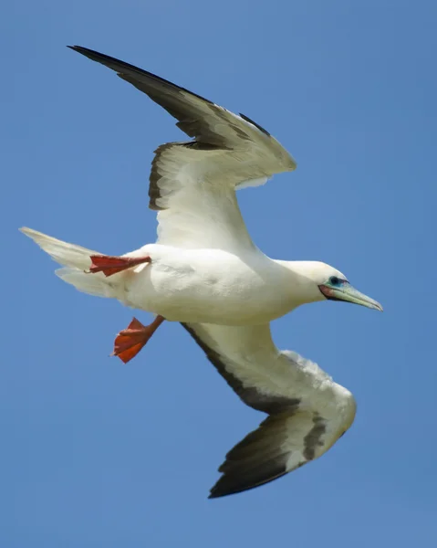 Hawaiian Seabird — Stock Photo, Image