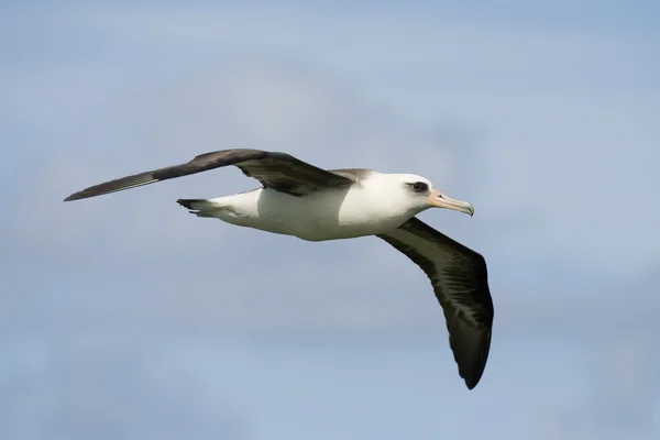 Albatros — Stockfoto