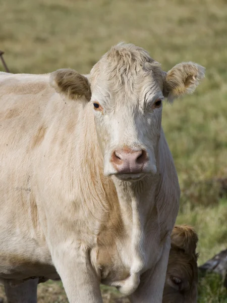 Говяжья корова — стоковое фото