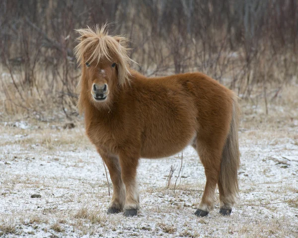Shetland pony — Stockfoto