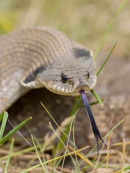 Serpente com a língua para fora — Fotografia de Stock