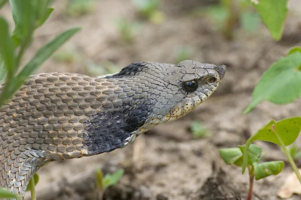Hognosed змії — стокове фото