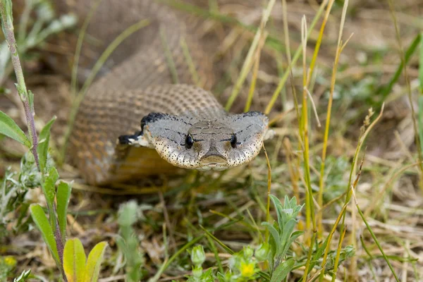 Sana bakarken yılan