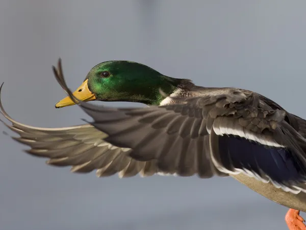 Mallard Drake vagyok. — Stock Fotó