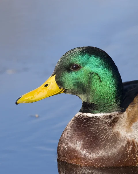 Erpel Stockente — Stockfoto