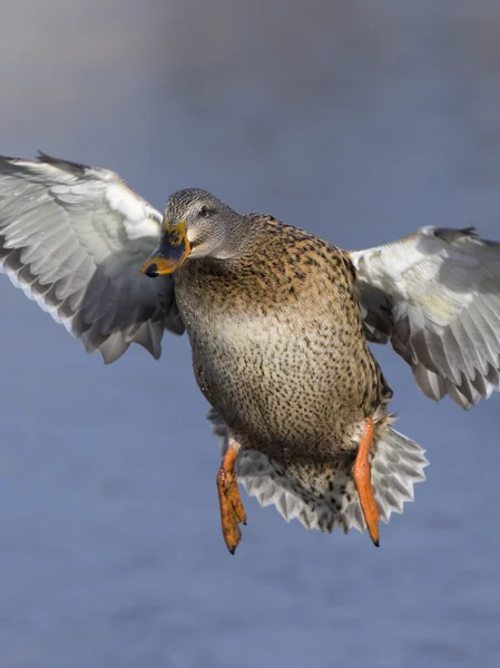 Aterragem Hen Mallard — Fotografia de Stock