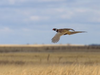 Pheasant Season clipart