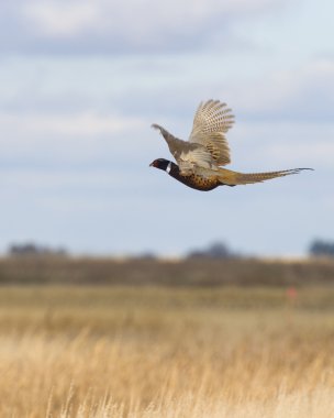 Flying Pheasant clipart