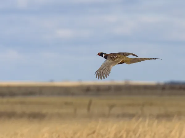 Pheasant Season — Stock Photo, Image