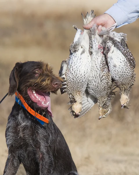 Chien de chasse et Tétras — Photo