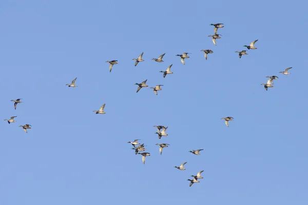 Duck Flock — Stock Photo, Image