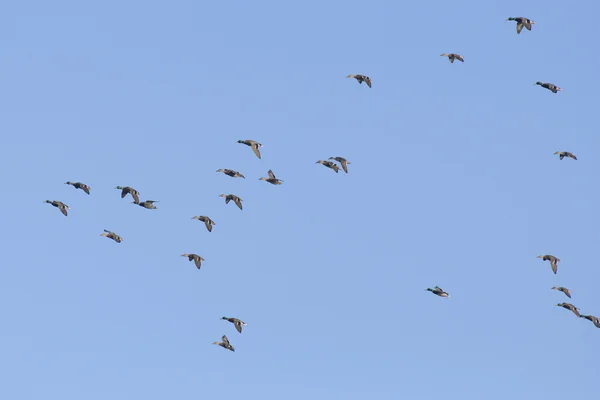 Κοπάδι Mallard — Φωτογραφία Αρχείου