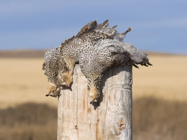 Sharptailed Orman Tavuğu — Stok fotoğraf