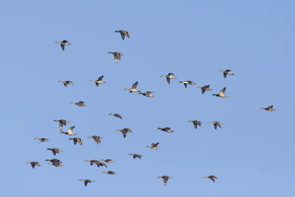 Large Flock of Mallards — Stock Photo, Image