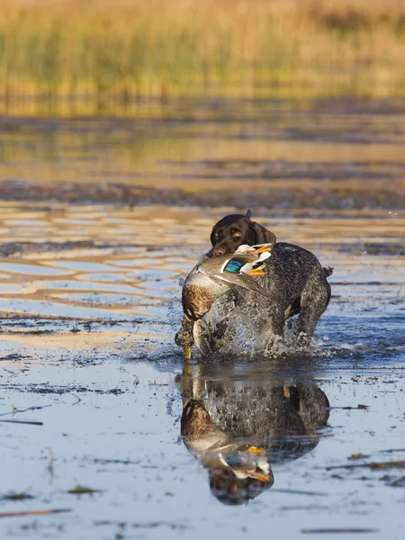 Perro de caza en el agua — Foto de Stock