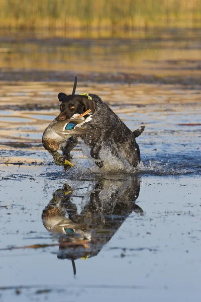 Saltando cão de caça — Fotografia de Stock