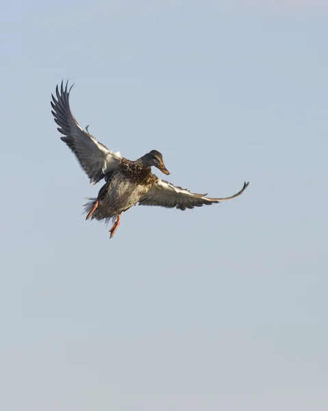 Mallard landing — Stockfoto