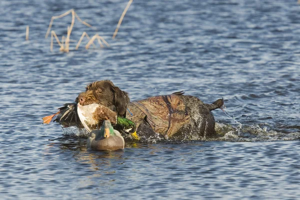 Retrieving a duck — Stock Photo, Image