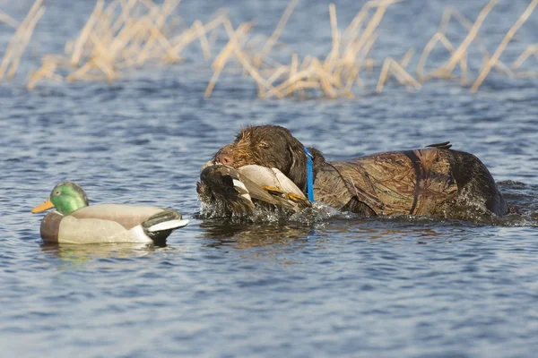 Cão de caça com um pato — Fotografia de Stock