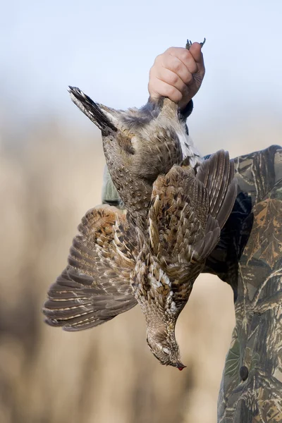 Ruffed Grouse — Φωτογραφία Αρχείου