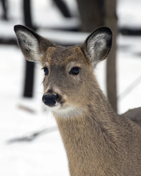 Whitetail Deer in Winter — Stock Photo, Image