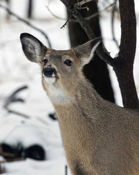 Whitetail Deer om vinteren – stockfoto