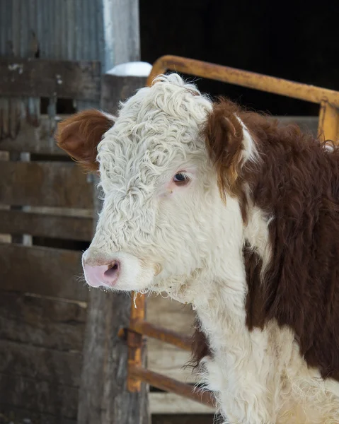 Hereford runderen — Stockfoto