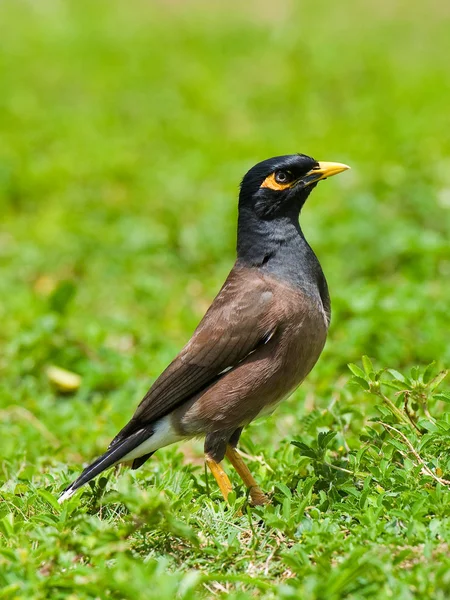 Uccello myna — Foto Stock