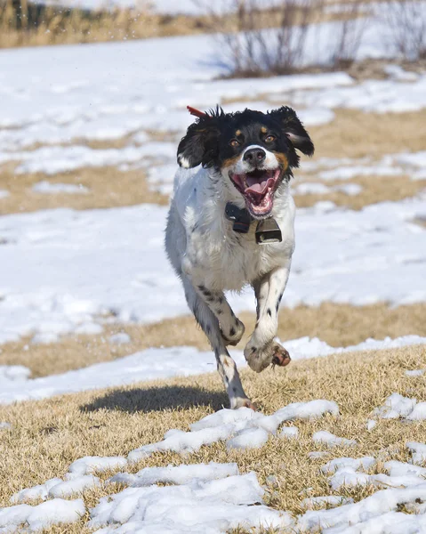 English Setter running in the snow — Stock Photo, Image