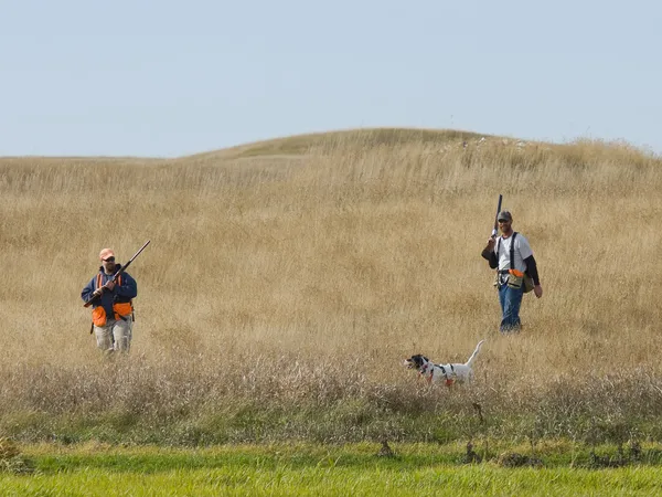 Fasan jakt med en pekande hund — Stockfoto