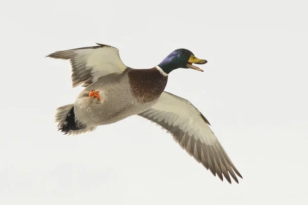 Yaban ördeği drake — Stok fotoğraf