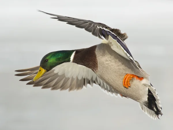 Mallard Drake vagyok. — Stock Fotó