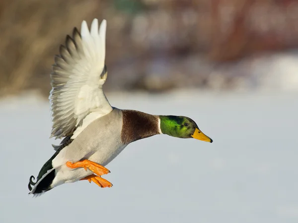 Stockente Drake — Stockfoto