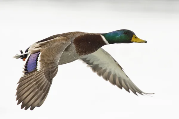 Gräsand drake — Stockfoto