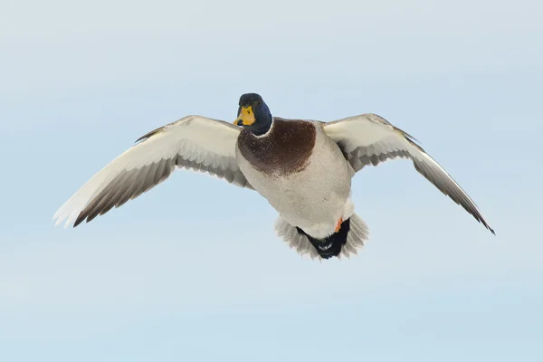 Yaban ördeği drake — Stok fotoğraf