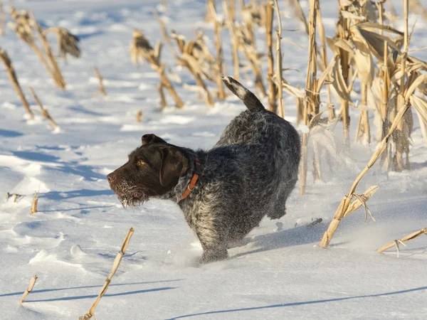 在雪中奔跑的狗 — 图库照片