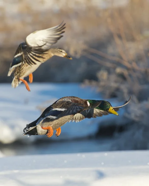 Mallards lądowania na małym stawie — Zdjęcie stockowe