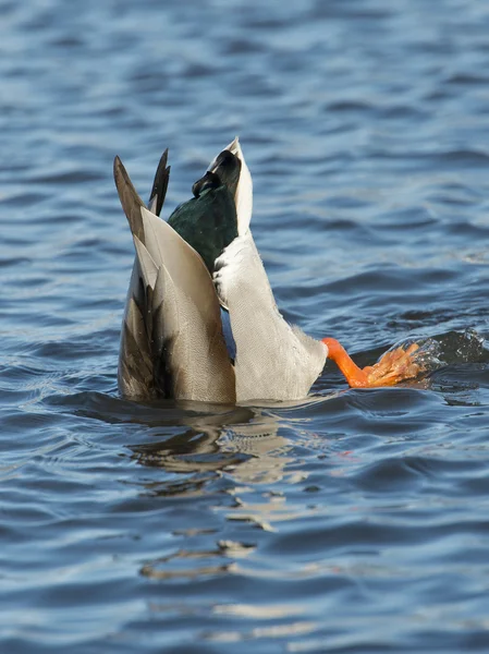 Feeding Mallard — Stock Photo, Image