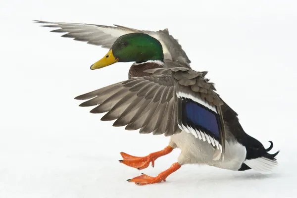 Mallards landing on a small pond — Stock Image Mallards landing on a small pond Stock Image